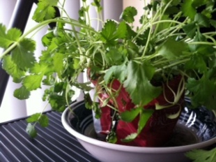 Korean Husband gifts Hmong Wife with cilantro plant